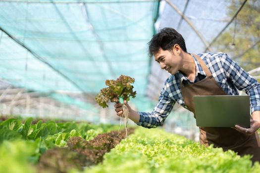 Young Asian farmer farmer record data in his farm, trying to collect and inspect the vegetables in laptop.