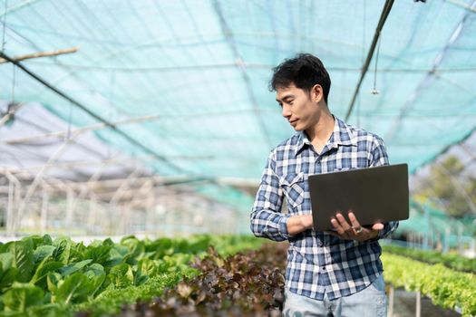 Young Asian farmer farmer record data in his farm, trying to collect and inspect the vegetables in laptop.