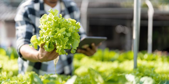 Young Asian farmer farmer record data in his farm, trying to collect and inspect the vegetables in tablet.