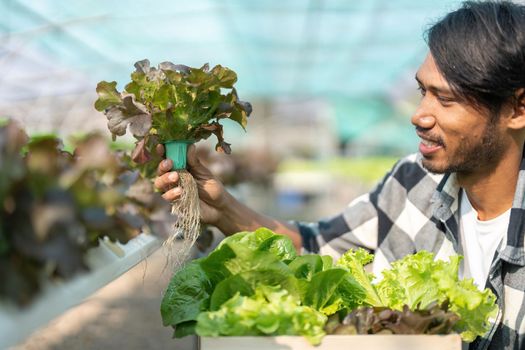 Young Asian farmer for checking fresh green oak lettuce salad, organic hydroponic vegetable in nursery farm. Business and organic hydroponic vegetable concept.