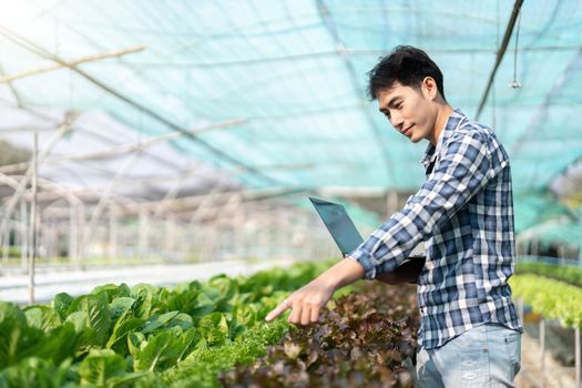 Young Asian farmer farmer record data in his farm, trying to collect and inspect the vegetables in laptop.