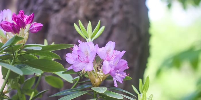 Bush of the Rhododendron in the botanical garden. Beautiful floral background. Decorative summer plants.