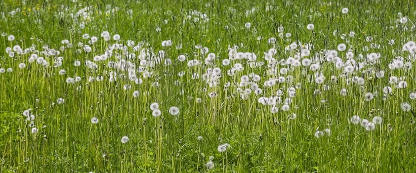 Faded dandelion flowers in the summer lawn