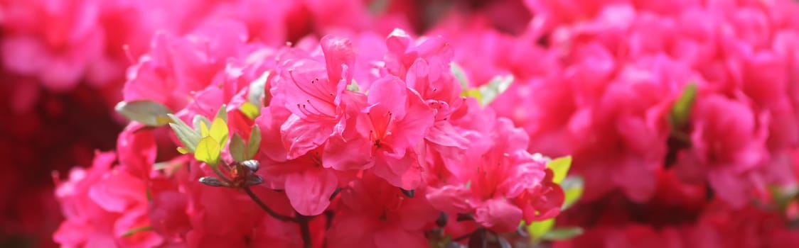 Bush of the Rhododendron in the botanical garden. Beautiful floral background. Decorative summer plants.