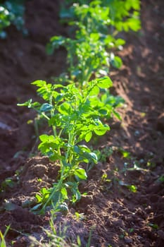 Young potato plants growing on the soil in organic garden.