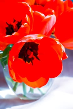 Bouquet of tulip flowers. Holiday floral decor close up.