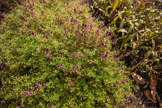 Thymus vulgaris known as Common Thyme blossoming in the garden of herbs