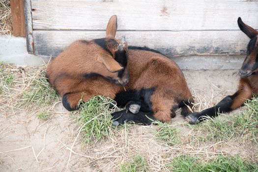 a small cute goat stands near the pet pen, the concept of breeding goats for milk and cheese, ecological animal husbandry, High quality photo