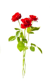 Red roses on white background