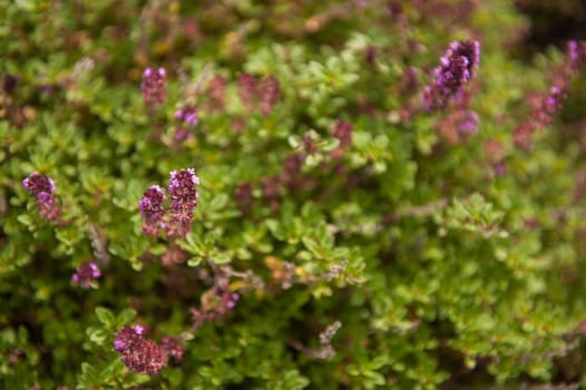 Thymus vulgaris known as Common Thyme blossoming in the garden of herbs