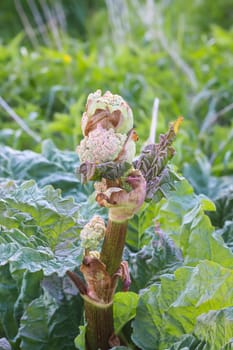 Rhubarb plants growing in summer garden.