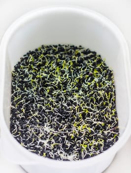 Close-up of microgreens. Seed germination at home. Healthy eating. Growing sprouted seeds.