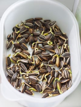 Close-up of microgreens. Seed germination at home. Healthy eating. Growing sprouted seeds.