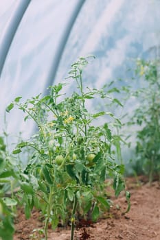 Tomatoes ripening in greenhouse. Organic farm vegetables.