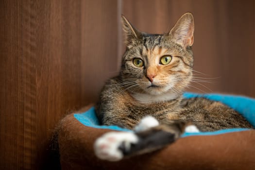 A relaxed cat lies in its lair and watches what's going on around it. A pet hare with standing ears and long white whiskers.