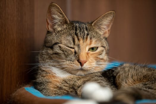 One eye open and the other closed. A cat with a multiracial pedigree lies on its bed inside the house. The cat is a so-called rooftop cat.