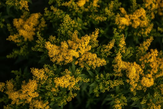 Yellow Solidago Praecox flower in summer garden blooming