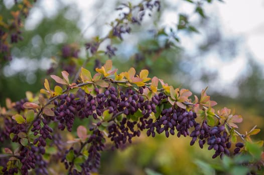 Colorful bright branches of barberry with purple berries in autumn
