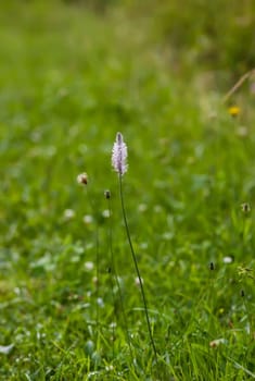 Wildflowers on summer field. Plantago flower.