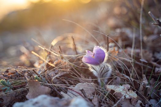 Dream-the beautiful grass Pulsatilla patens blooms in the spring in the mountains. The golden hue of the setting sun. Atmospheric spring background.