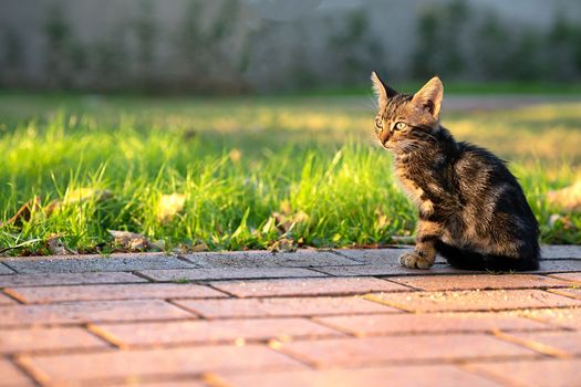 Small striped kitten is sitting on park path, gaze is directed to side, copy space