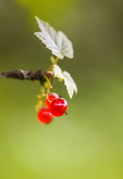 Ripening red currant berries on bush.