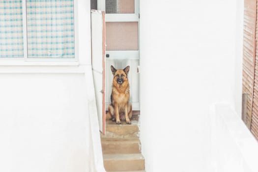 dog guards the entrance to the house , summer evening