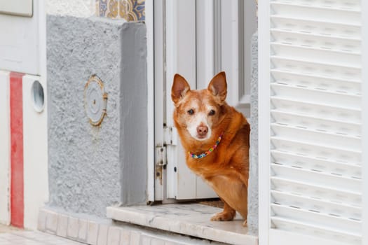 dog with a multi-colored collar stands on the threshold , summer evening