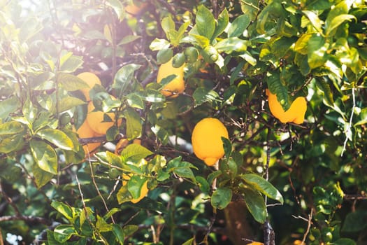 lemons in the garden are green and yellow in the sun , summer evening