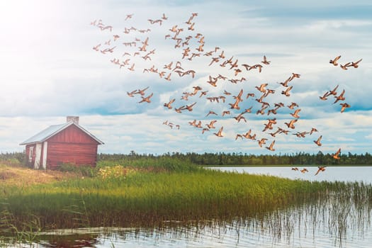 lonely house in the north and a flock of ducks , summer evening