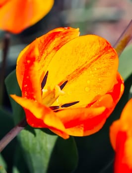 Bouquet of tulip flowers. Holiday floral decor close up.