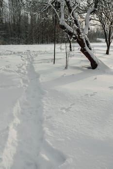 Seasonal nature background. Winter nature details