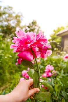 Pink peony flowers in a hand