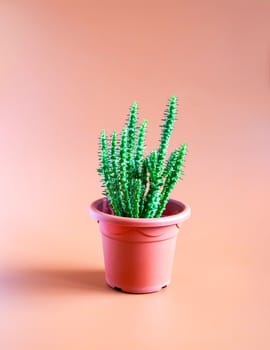 Decorative house plant in a pot