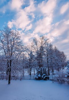 Winter urban landscape with snow-covered trees.
