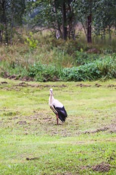 European white stork walks on green summer field.