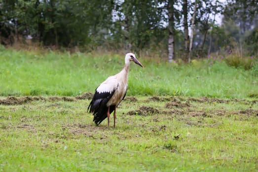 European white stork walks on green summer field.