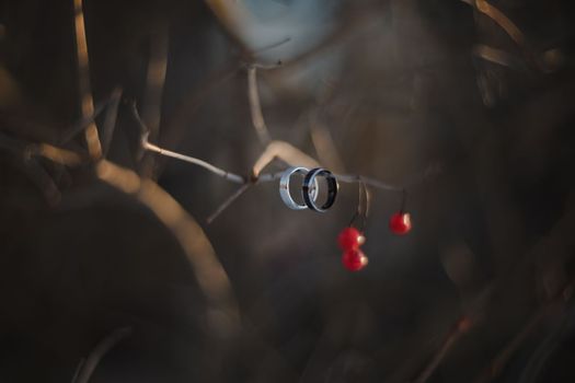 wedding photography. Two wedding rings on a tree branch with blurred background. Love, Wedding, Marriage, Proposal concept.