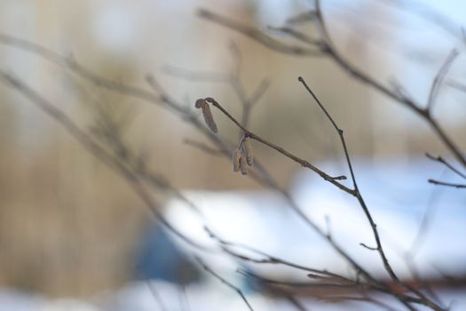 birch branch with buds earrings. spring awakening of nature. Spring allergy concept