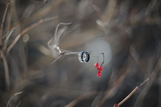 wedding photography. Two wedding rings on a tree branch with blurred background. Love, Wedding, Marriage, Proposal concept.