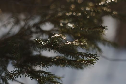 Conifer closeup background. Winter landscape. Christmas tree leaves macro photography. Fir branch on a winter day