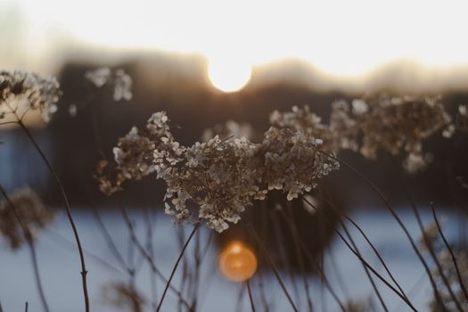 dried wild flowers and grass in a meadow in winter or spring in the bright golden sun on a blurred background of sky.