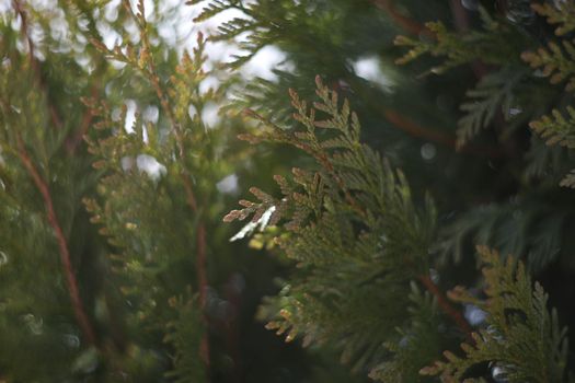 Green thuja branches covered with snow. Frozen plants. Winter season. Forest details. Beauty in nature. Atmospheric mood.