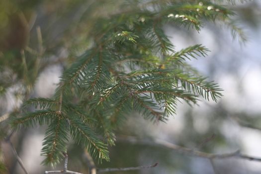 Conifer closeup background. Winter landscape. Christmas tree leaves macro photography. Fir branch on a winter day