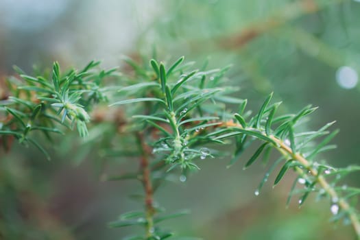 Wet branches of the spruce tree after the rain. Nature background.