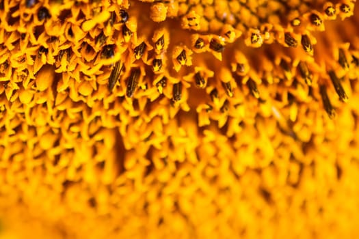 Beautiful yellow sunflower close up.