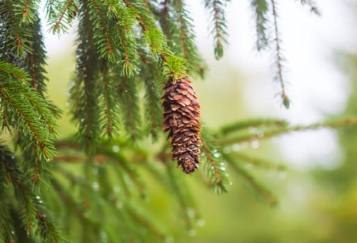 Wet branches of the spruce tree after the rain. Nature background.