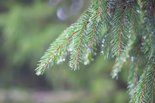 Wet branches of the spruce tree after the rain. Nature background.