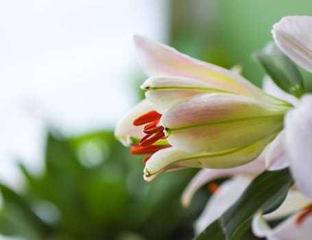 Beautiful white lily flowers in a bouquet. Elegant floral decor.