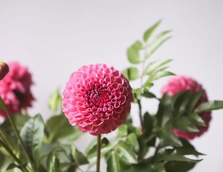 Beautiful pink dahlia flower. Beautiful plant flowering at summer.